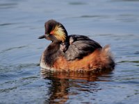 01 Januar 2015 Schwarzhalstaucher mit Pulli